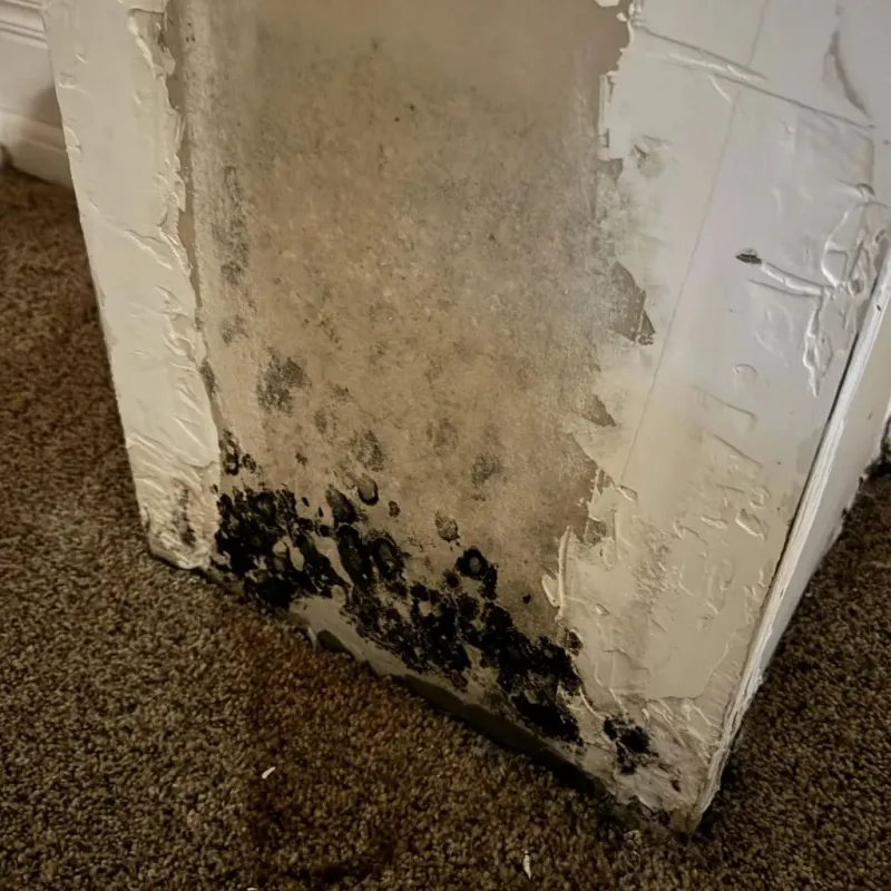 Professional Mold Removal in Shenandoah County, VA